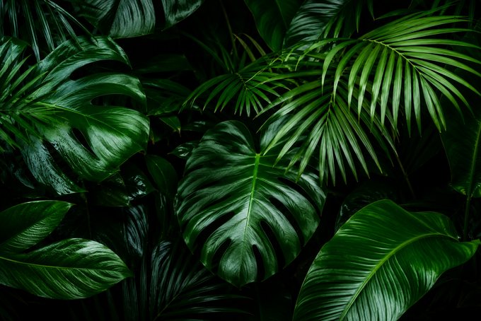 Tropical monstera and palm leaves in deep green